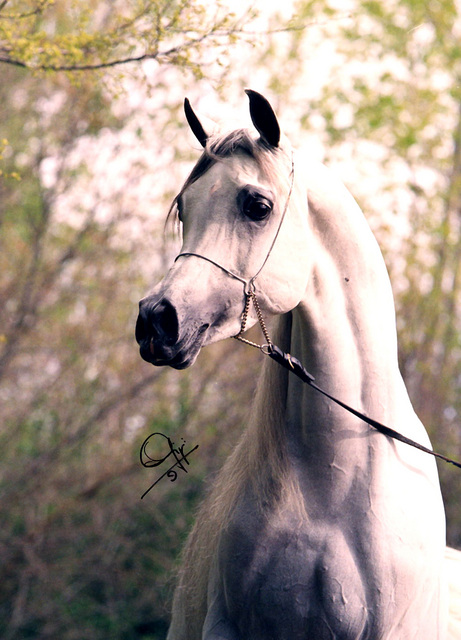 Arapski konj Arap510