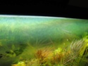 algues vertes en suspension Img_0512