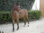 Amstrong petit cheval pour balade 12204112