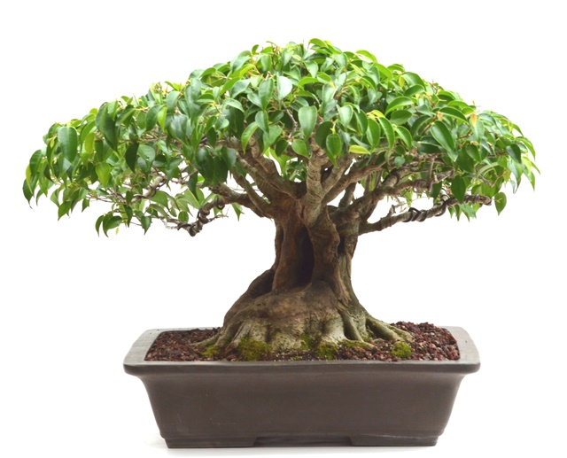 Ficus Benjamina history F_benj10