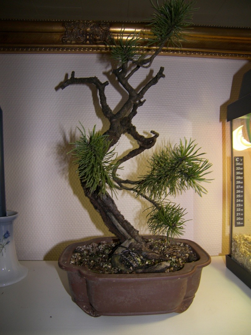 Pinus mugo yamadori from Tonys garden Noel_011