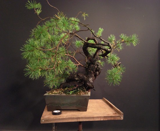 Pinus sylvestris 2010 - first styling A10