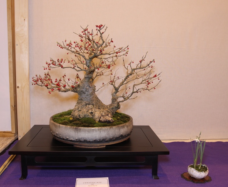 2011, 9th Swindon 'Winter Image' Show pictures - Page 3 Holly_10