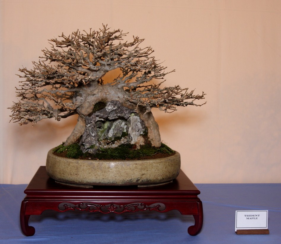 2011, 9th Swindon 'Winter Image' Show pictures - Page 3 Regs_t10