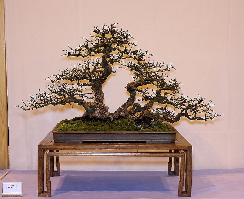 2011, 9th Swindon 'Winter Image' Show pictures - Page 4 Tt_haw10