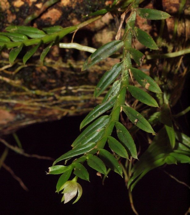 dichaea picta 00210