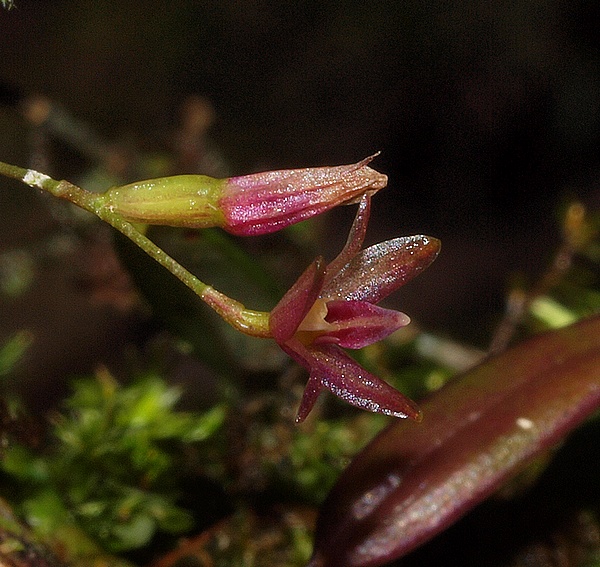 Pleurothallis spiculifera 01711