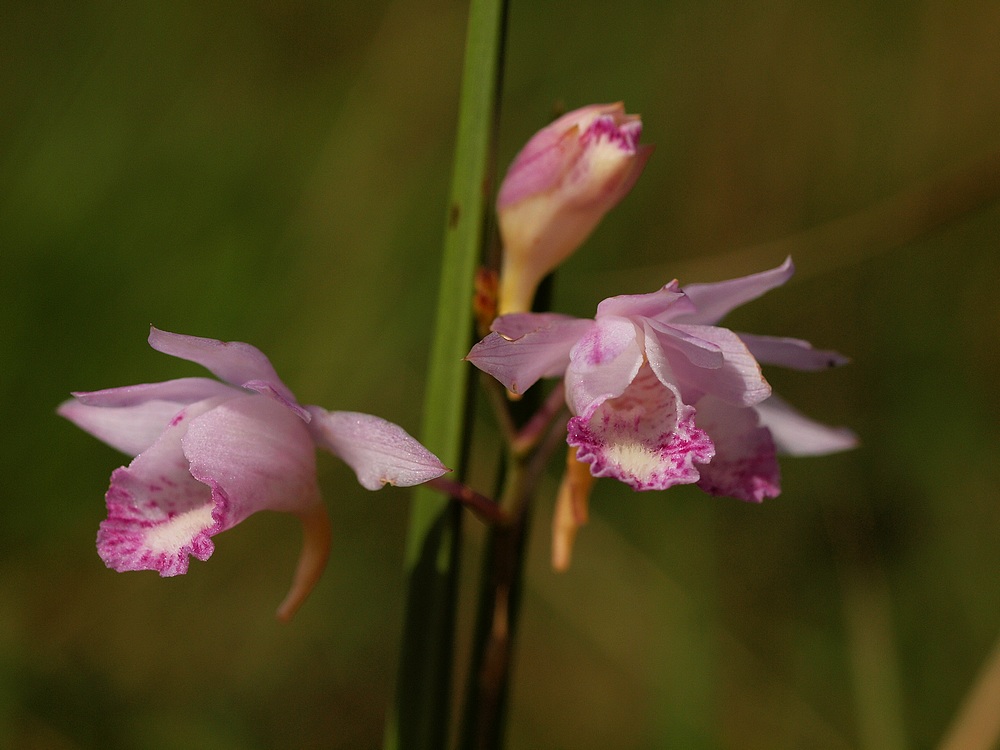 Galeandra styllomisantha 02613