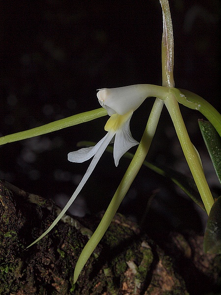 epidendrum nocturnum 03111