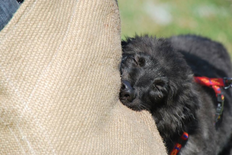 Des chiots Berger Hollandais Poils Longs Ardechois à venir ? - Page 30 11857710