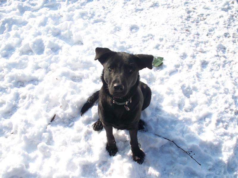 Max - Black lab x - 18mths ( NOW REHOMED ) Max110