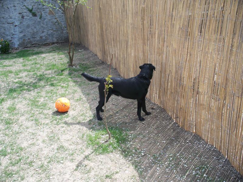 Max - Black lab x - 18mths ( NOW REHOMED ) Max210