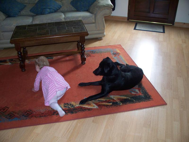 Max - Black lab x - 18mths ( NOW REHOMED ) Max310