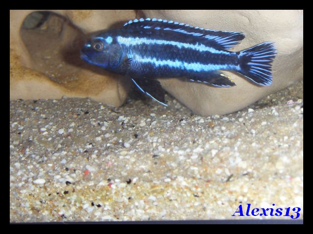 fiche:Melanochromis Johannii "Gome" Sdc16816