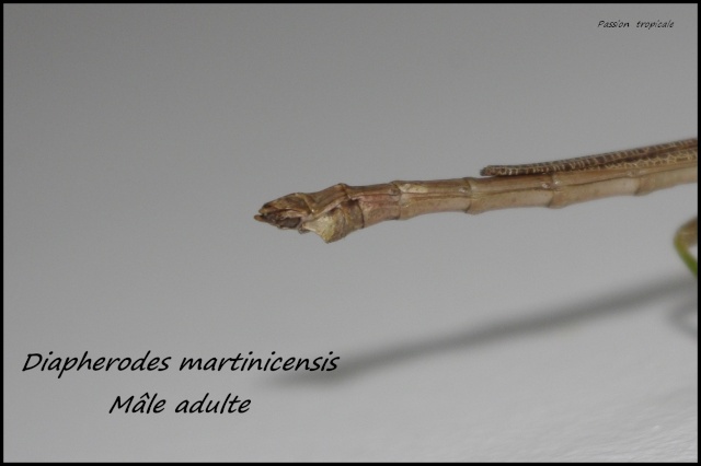 diapherodes - Diapherodes martinicensis (PSG n°333) (CLP n°523) _igp6219