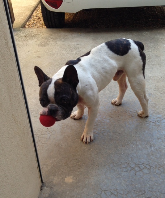 cherche FA pour Spy Male bouledogue français né en 2006 Image10