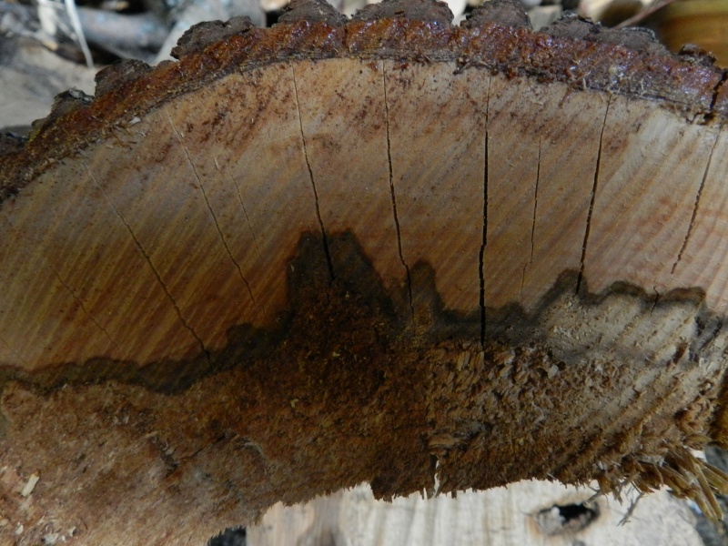 Paysages dans une tranche d'arbre comme de la Paésine Marcla18