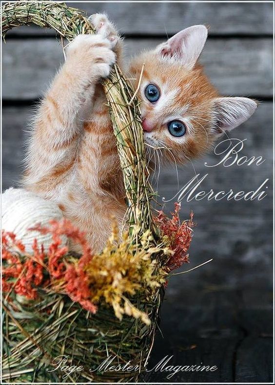 Preum's du jour - Page 19 Mercre18