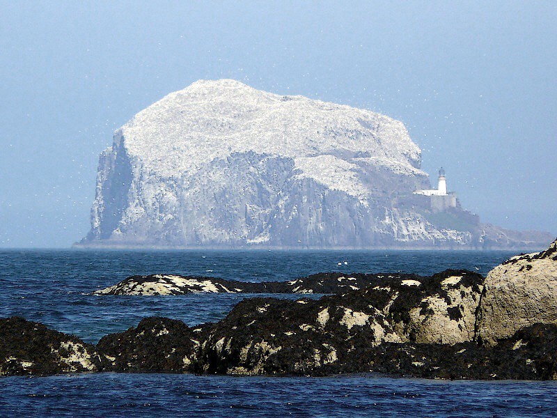 Bass Rock P1080311