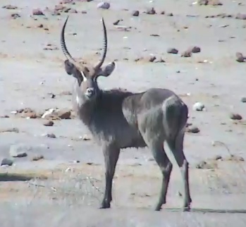 Tau Game Lodge Web Cam Mwsnap10