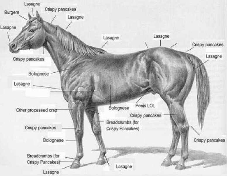 Gastro Findus, la chronique bovine d'un cheval 610