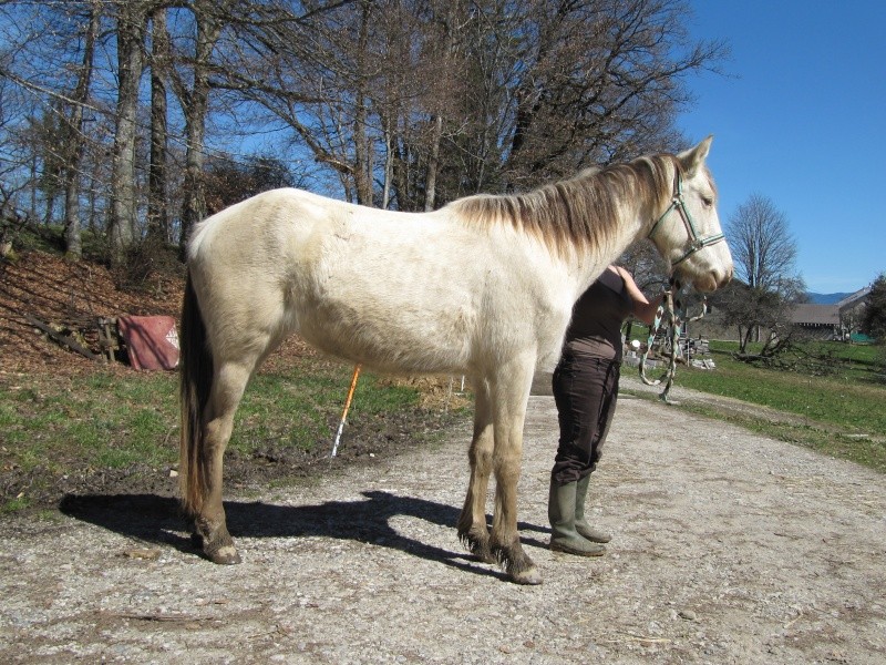 Les Chevaux D'Odun. - Page 16 Img_6111