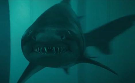 shark night Shark-15