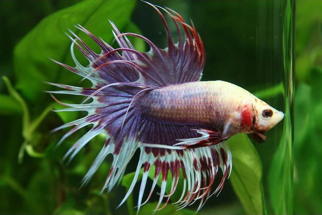 9 bettas Aro10