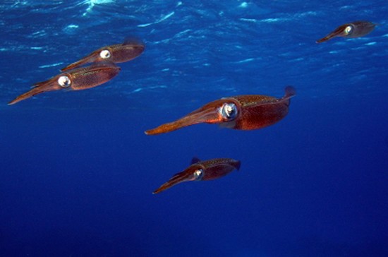 Cryptozoologie zoologie céphalopode calamar biologiste américain forum capable d'entendre peuvent entendre découverte calmar cétacé