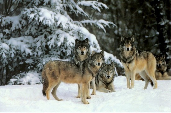 meute de loup mammifère Russie zoologie 400 individus Verkhoyansk massacre chevaux forum