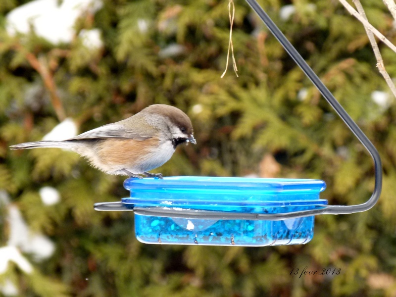 mésange à tête brune 13_fev10