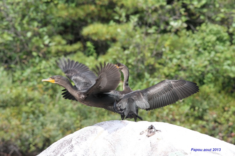 Cormoran a aigrettes (Juvéniles) Papou_15