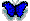 فراشة فراشة