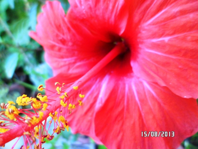 Mes hibiscus et moi...une longue histoire - Page 14 01010