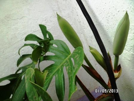 Philodendron-une plante facile à entretenir (variétés, floraison, fruit) 1011