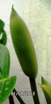 Philodendron-une plante facile à entretenir (variétés, floraison, fruit) 11_cop10