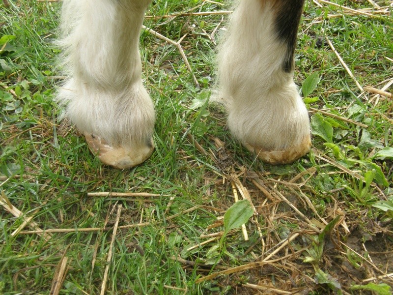 POLLY - ONC Poney Shetland née en 2004 - adoptée en mars 2013 par Moutarde - Page 2 Pollyp10