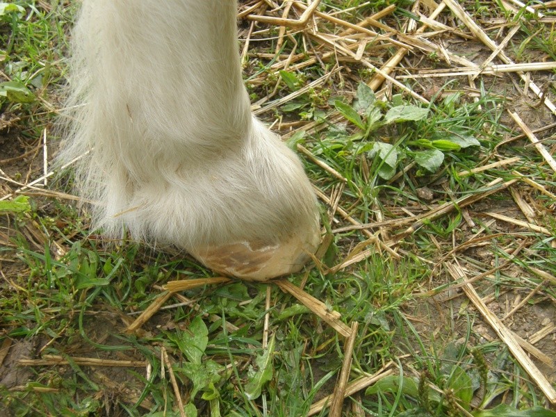 POLLY - ONC Poney Shetland née en 2004 - adoptée en mars 2013 par Moutarde - Page 2 Pollyp11