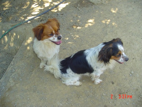 MC - Peke Snoopy Peke4_10