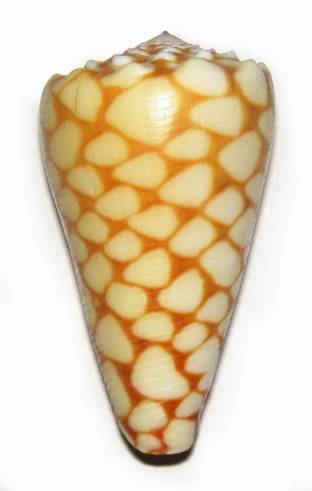 Conus (Conus) marmoreus Orange   Linnaeus, 1758 - Page 2 I0000911