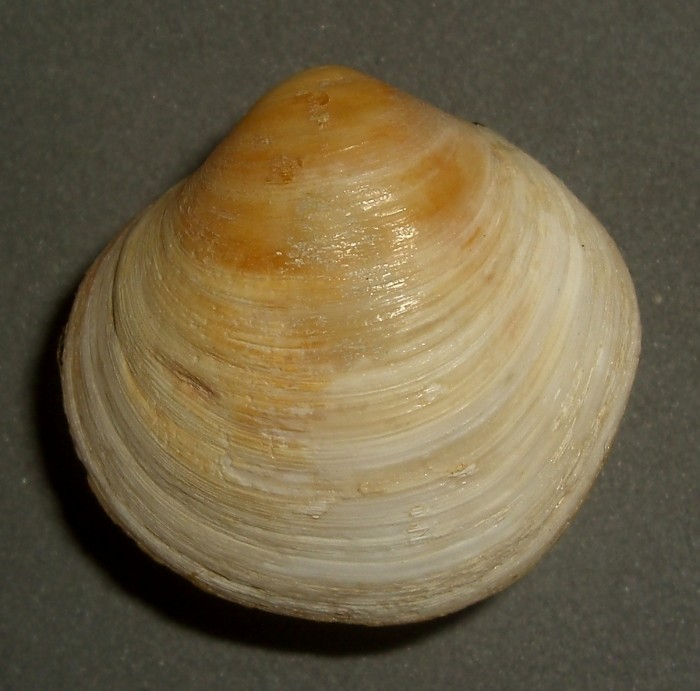 Ungulinidae : Diplodonta rotundata - (Montagu, 1803) 112911