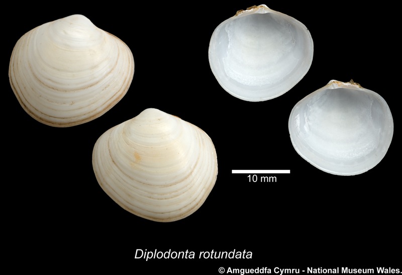 Ungulinidae : Diplodonta rotundata (Montagu, 1803)  Diplod10