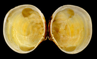 Ungulinidae : Diplodonta rotundata - (Montagu, 1803)  Mysia_13