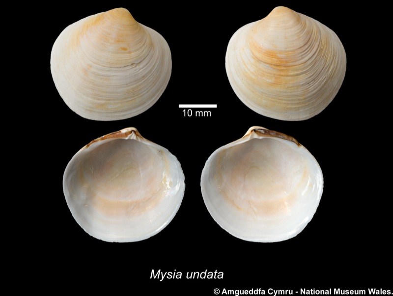 Ungulinidae : Diplodonta rotundata - (Montagu, 1803) Mysia_16
