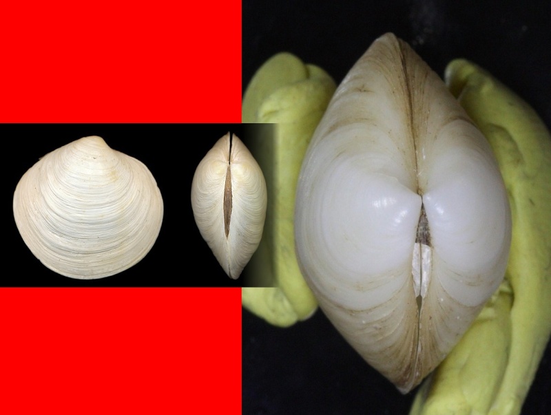 Ungulinidae : Diplodonta rotundata - (Montagu, 1803) Sans_t11