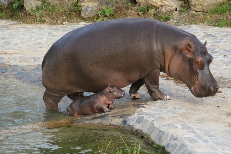 hippopotame  Dsc00811