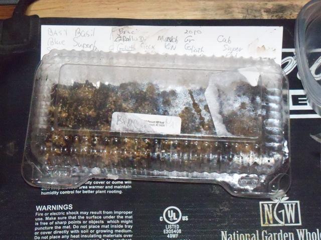 Broccoli and cabbages seed started today. 02-21-11