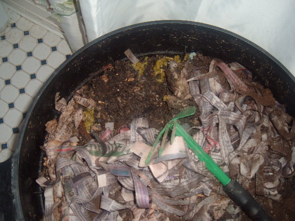 New worm compost bin 12-01-12