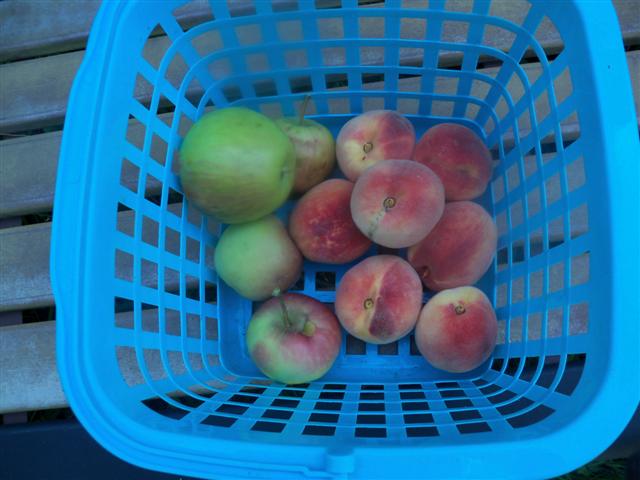 It's Peach Season! Peache10