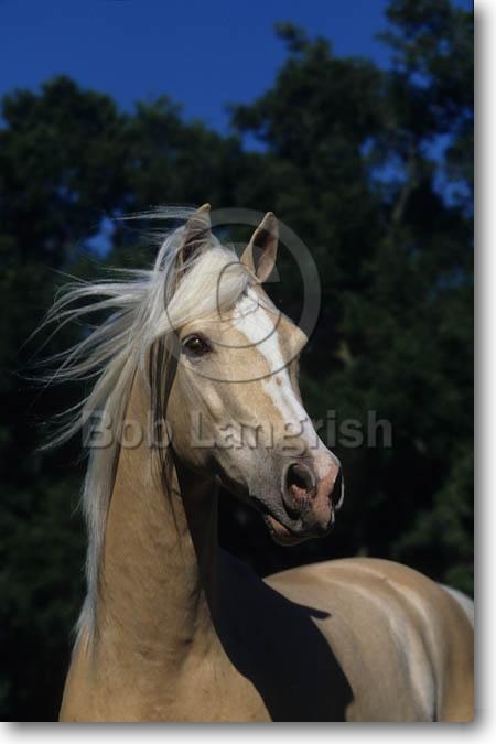 Lunas' Pferde Pic11610